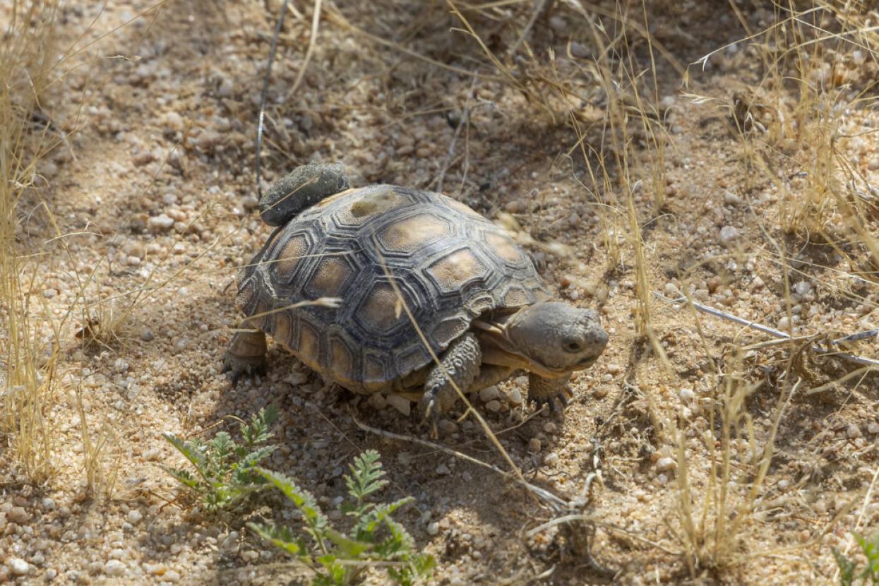 tortoise