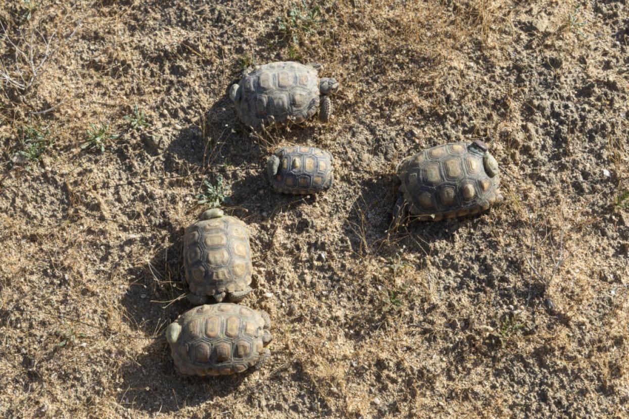 tortoises