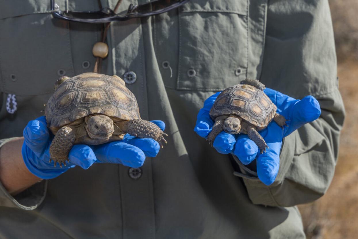 holding two small tortoises