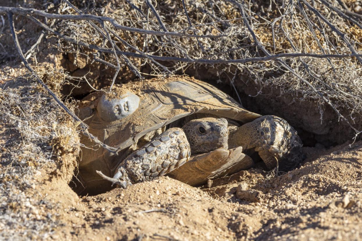 tortoise at burrow entrance