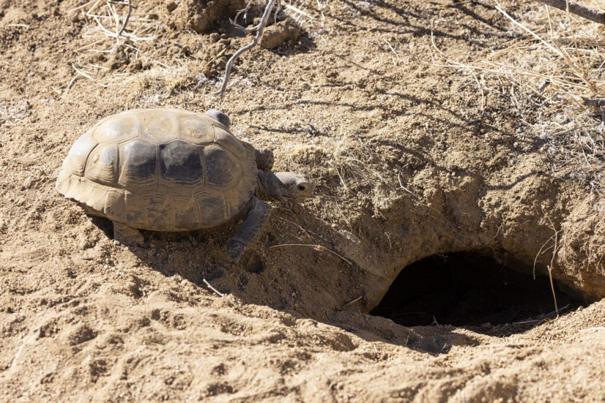 tortoise near a burrow