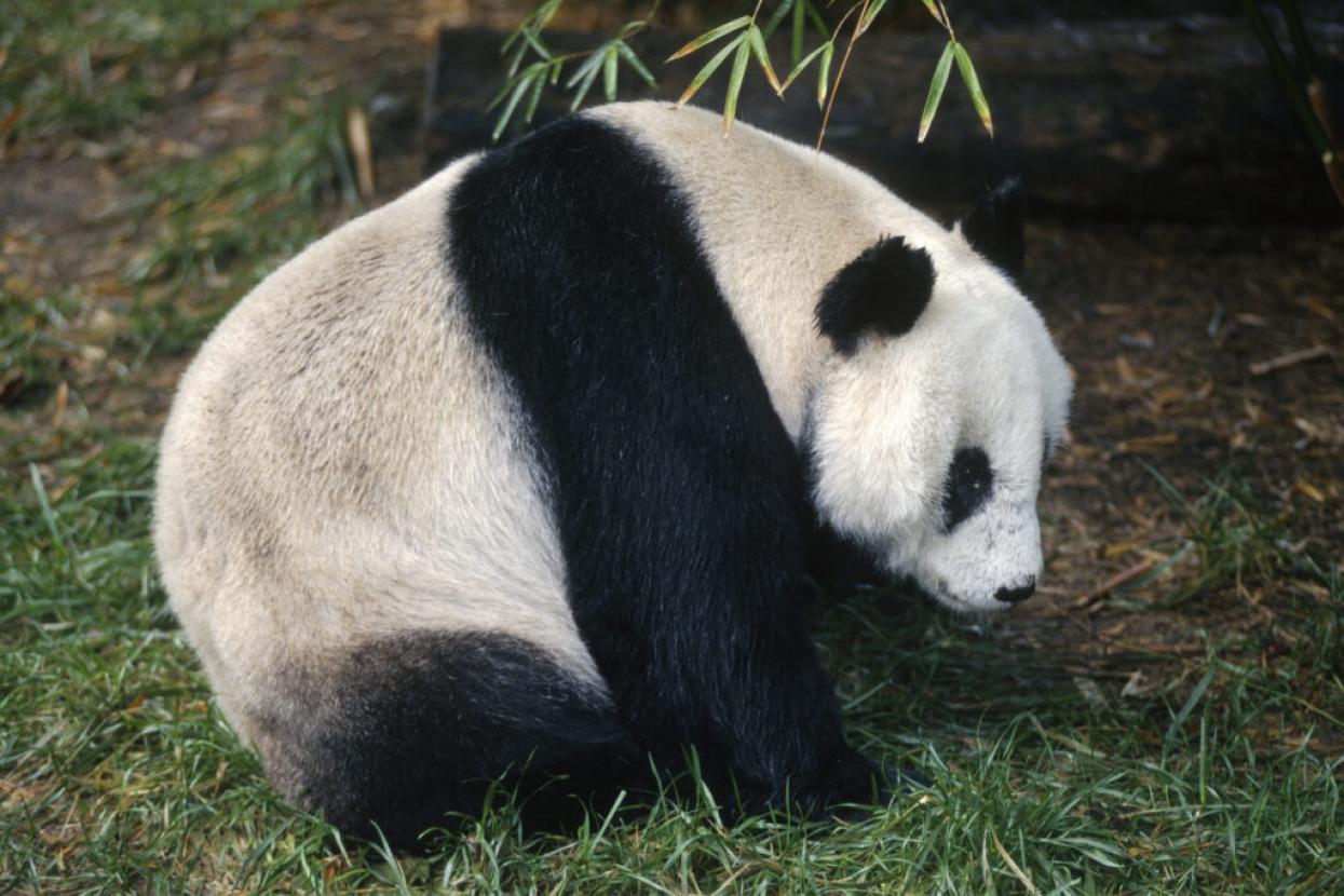 giant panda