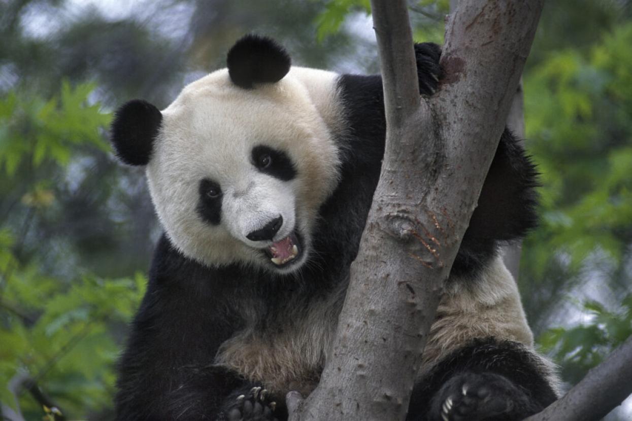 giant panda on a tree