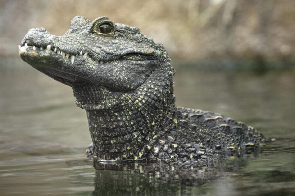 crocodile