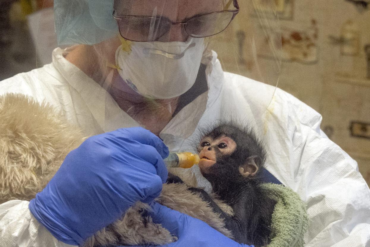 care specialist feeding spider monkey baby