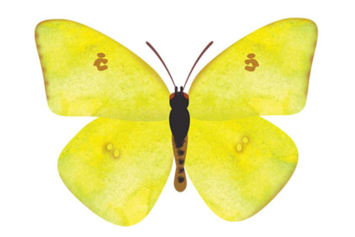 Cloudless Sulphur butterfly