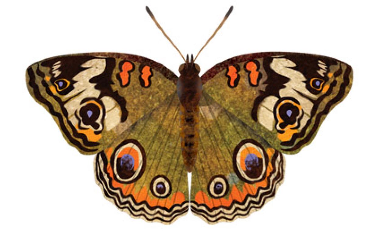 Common Buckeye butterfly