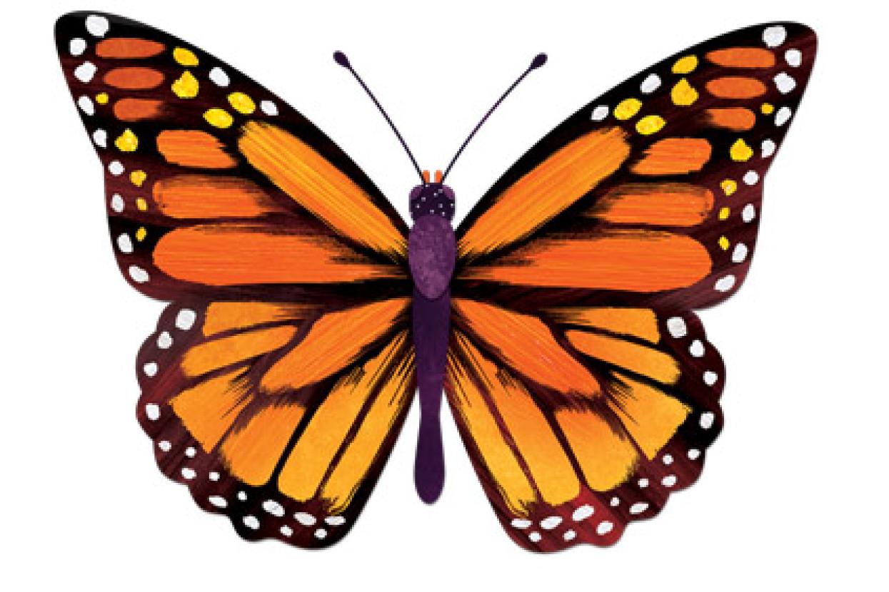 monarch butterfly