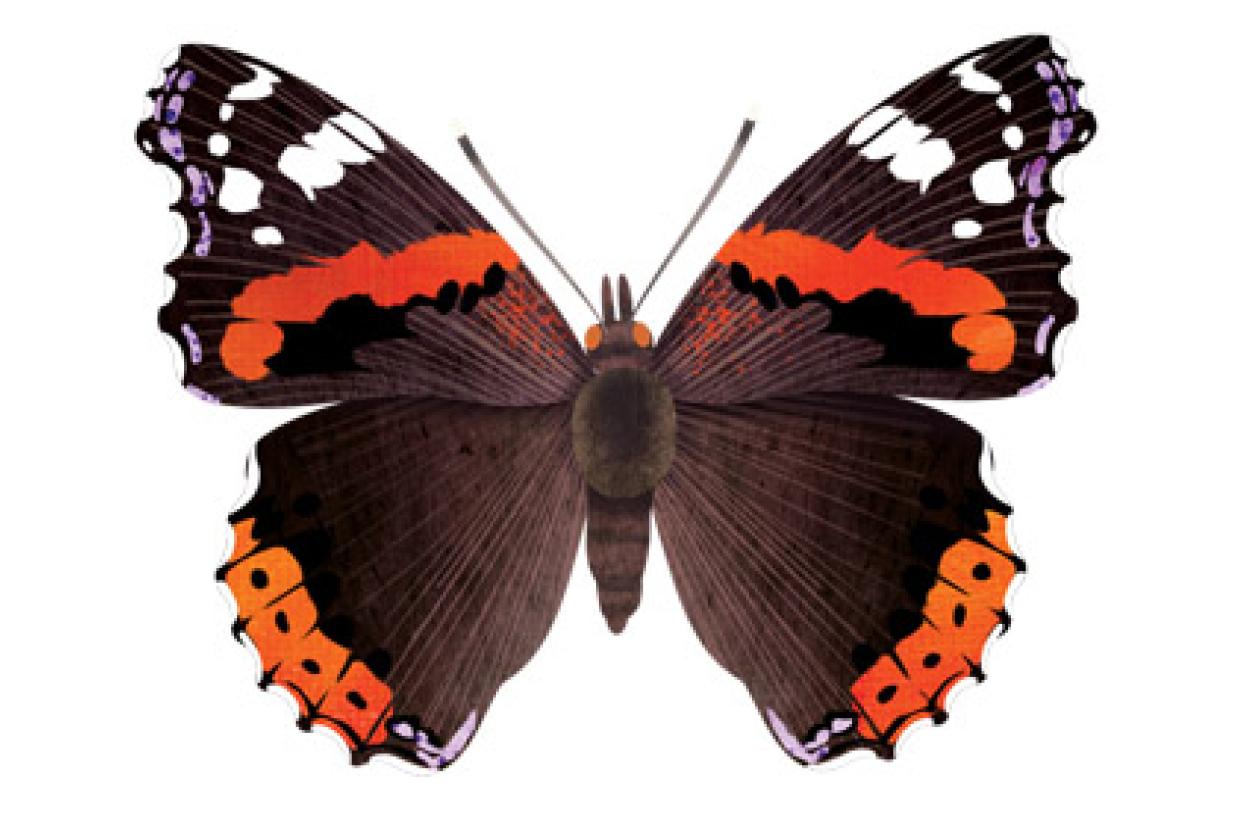 Red Admiral butterfly