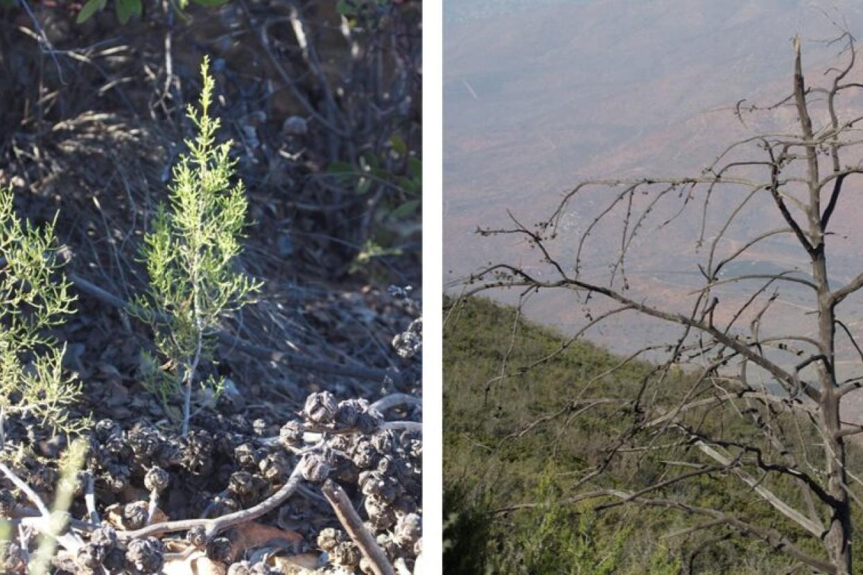 Tecate cypress