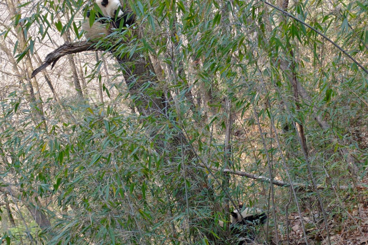 panda up in a tree