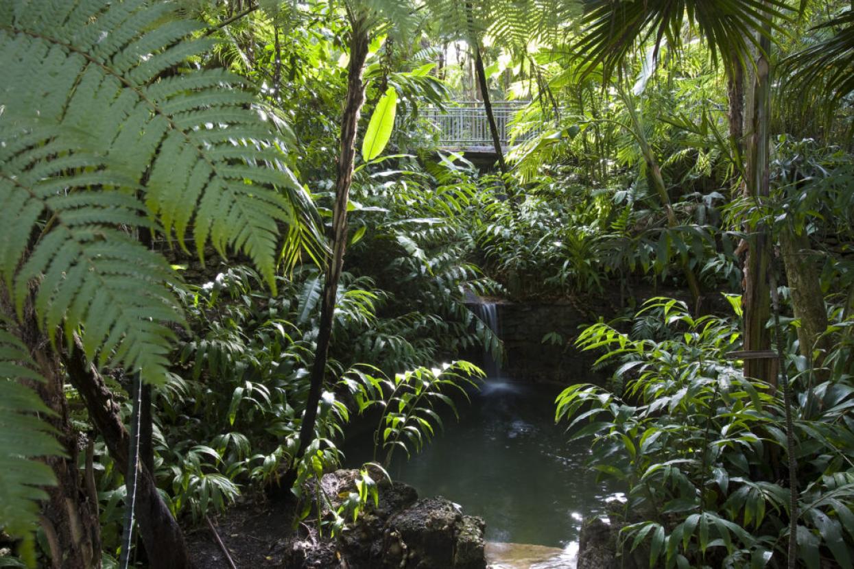 Fern Canyon in the San Diego Zoo