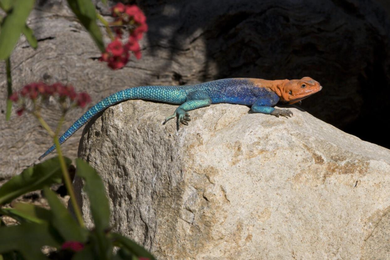 agama lizard