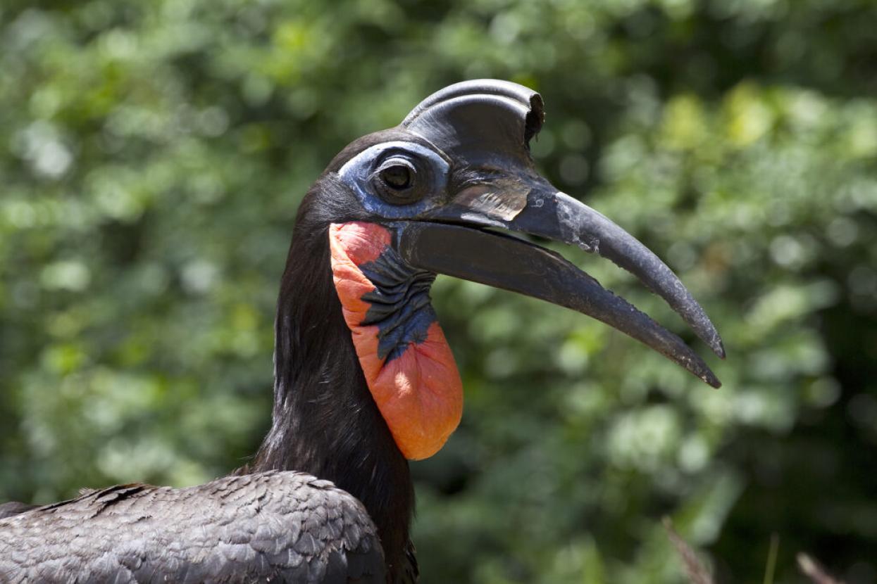 An Abyssinian Ground Hornbill scans the San Diego Zoo Safari Park’s African Outpost.