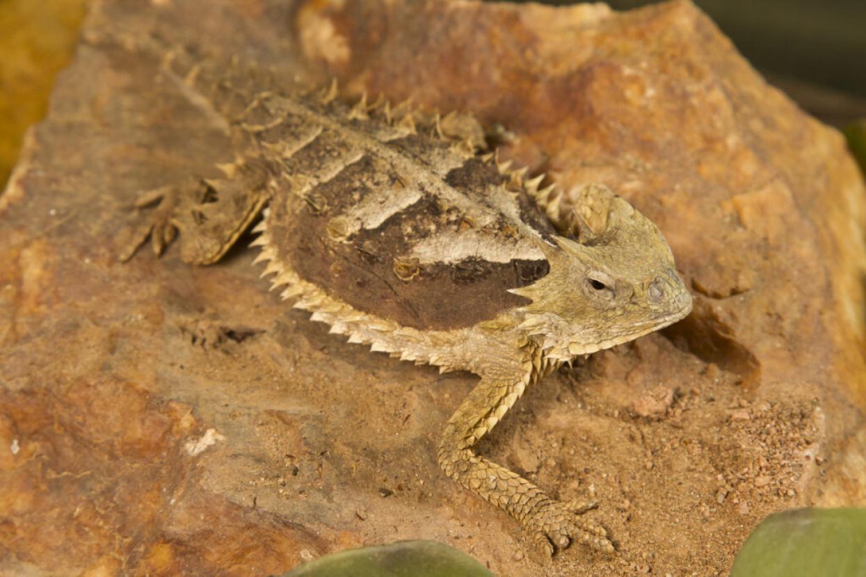 horned lizard