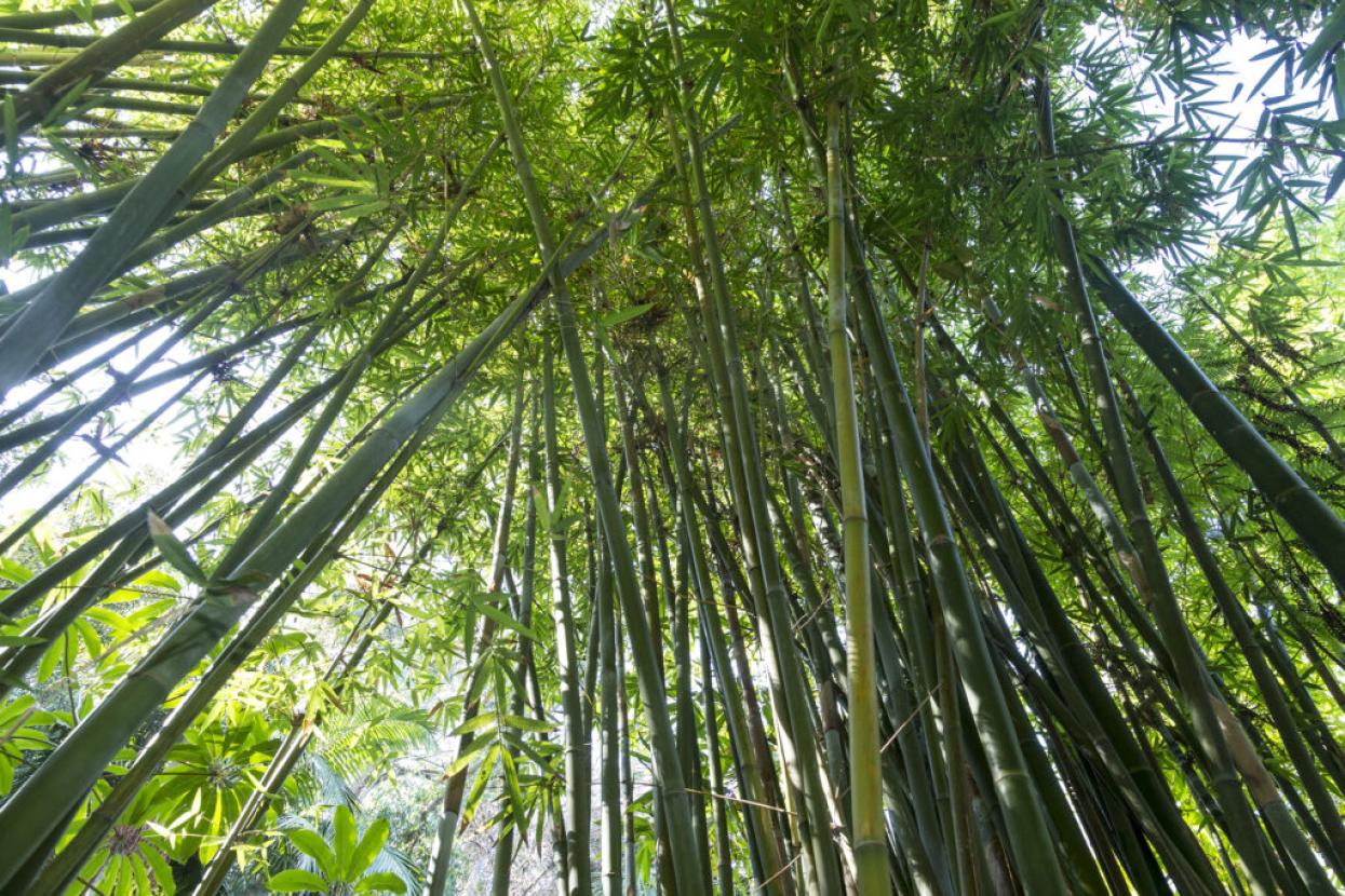 bamboo