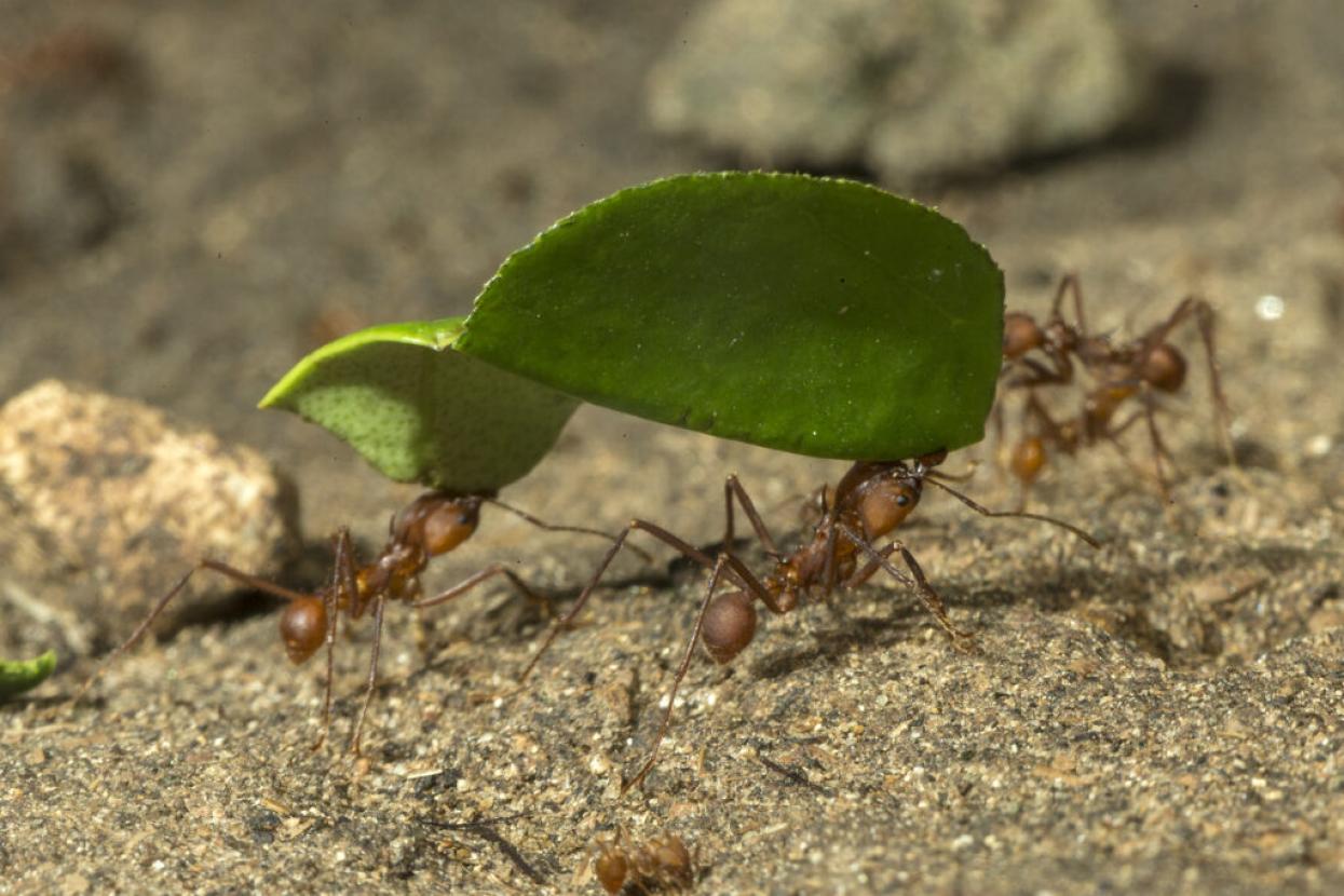 ants carrying a leaf