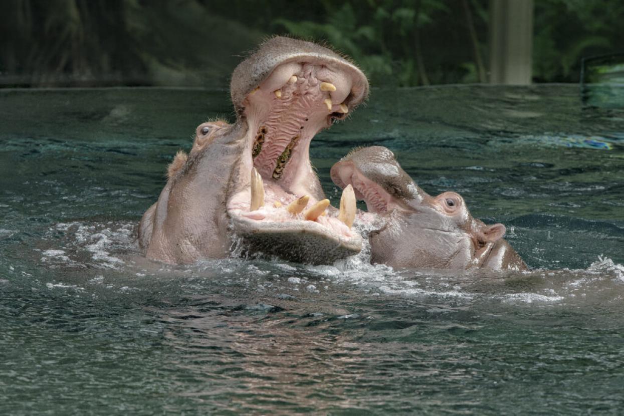 hippos