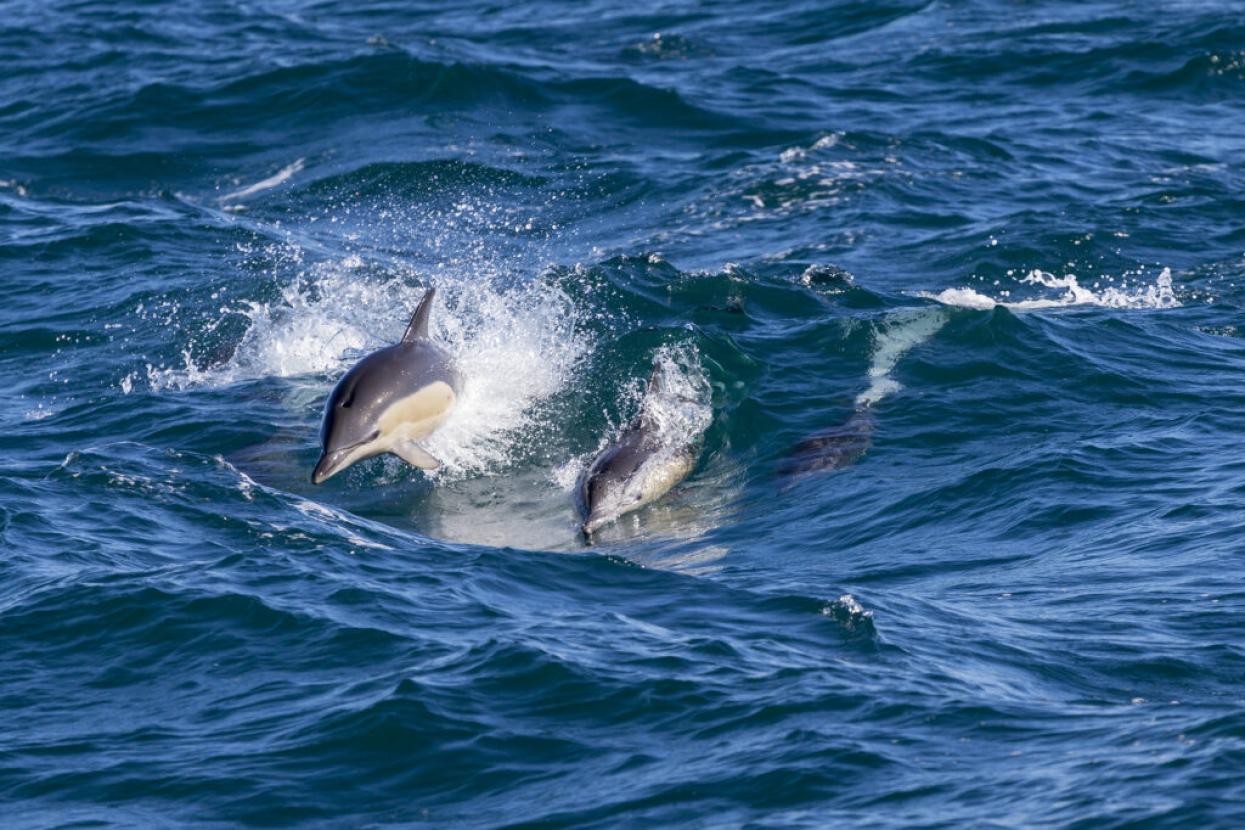 dolphins