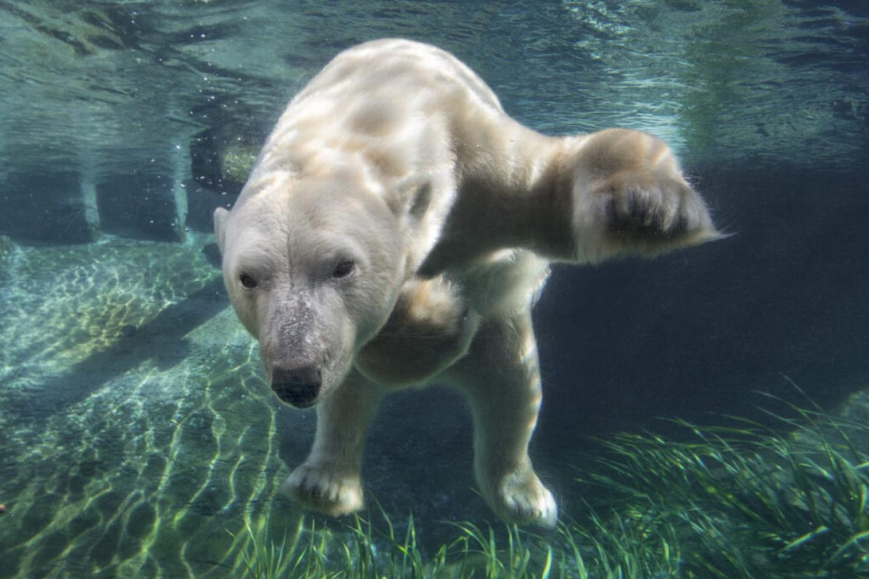 polar bear in Conrad Prebys Polar Bear Plunge