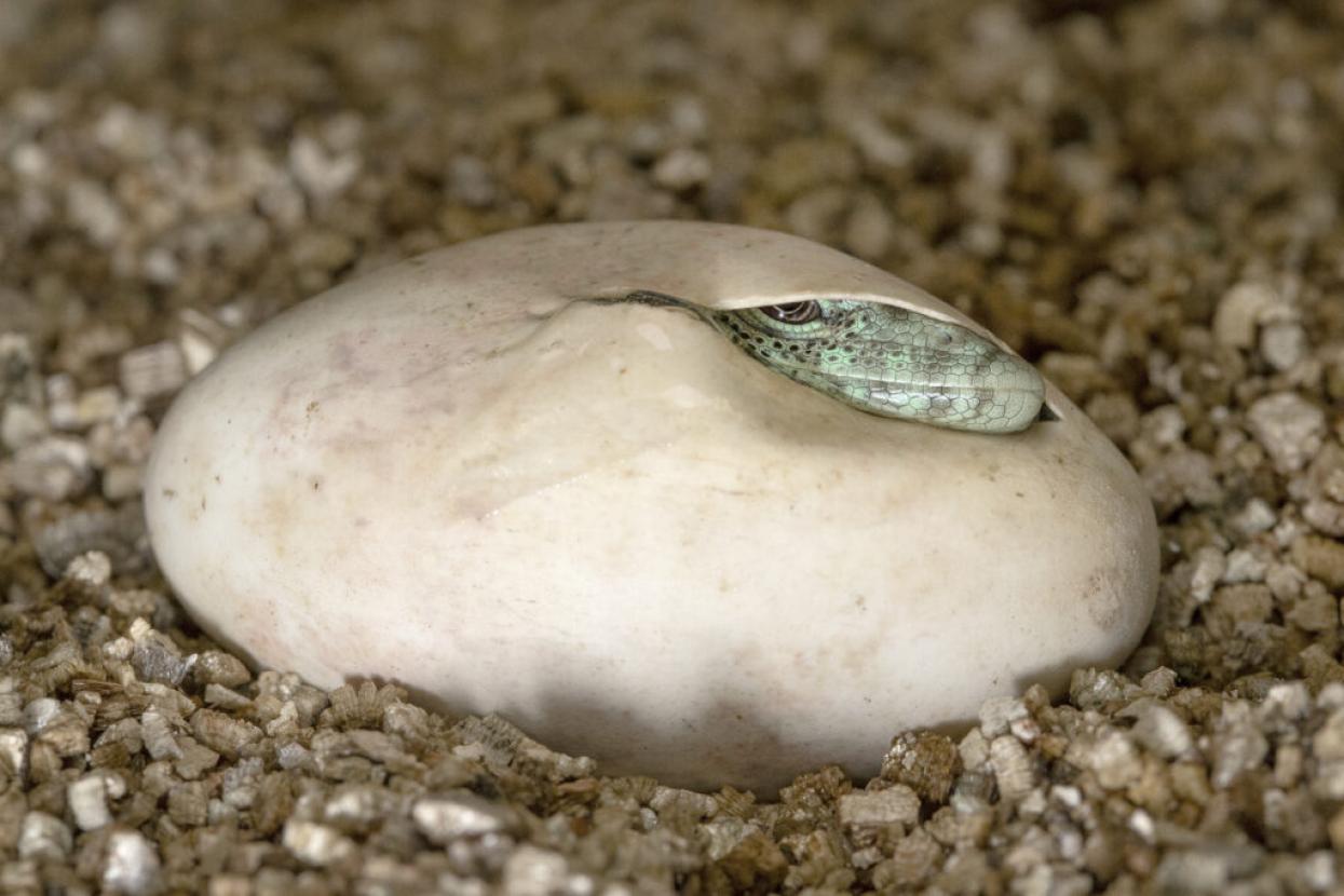 lizard peeping out of its egg