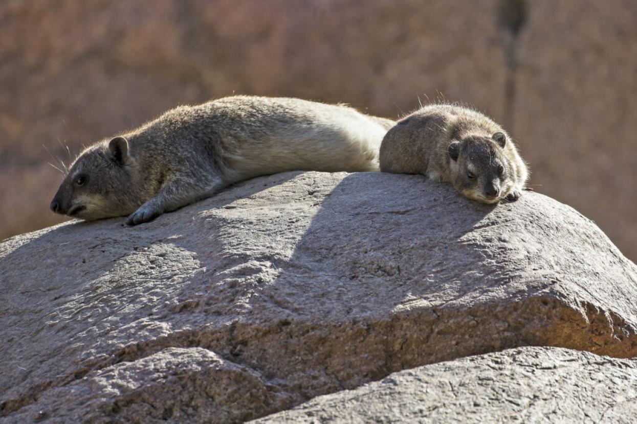 rock hyraxes