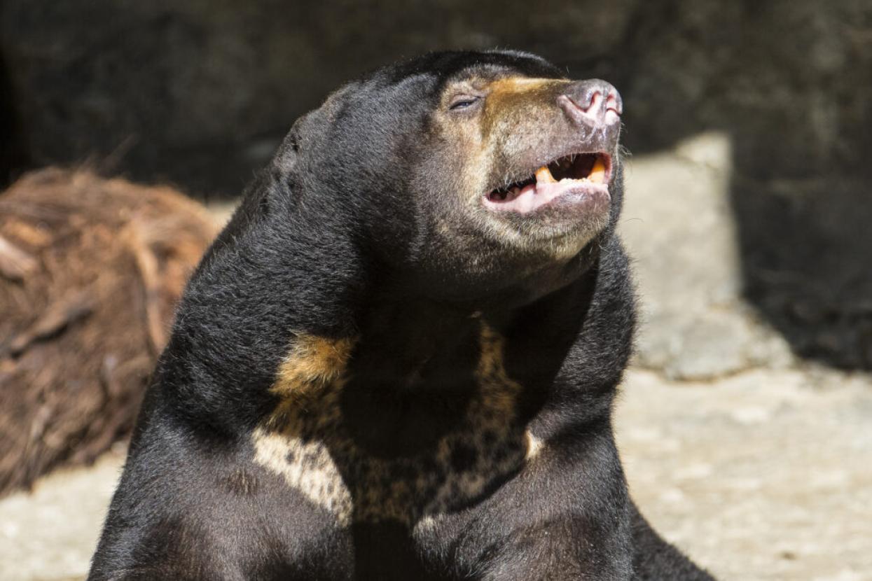 sun bear