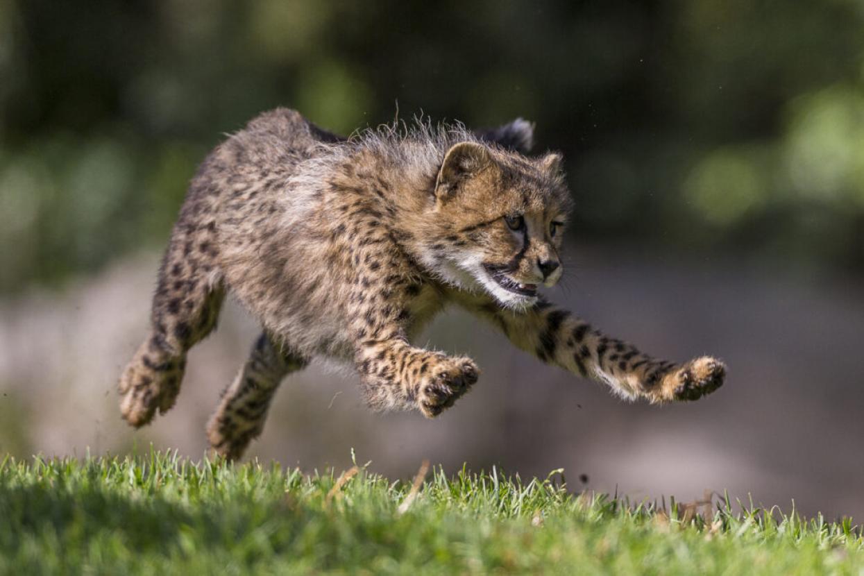 baby cheetah running