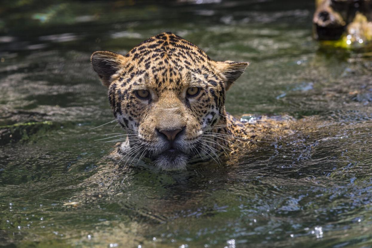 jaguar swimming