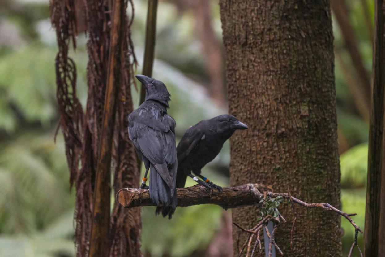 Two young ‘Alalā—critically endangered Hawaiian crows—take in their new surroundings after a successful transition from the Hawai‘i Endangered Bird Conservation Program into the Pu‘u Maka‘ala Natural Area Reserve on the Big Island of Hawai‘i.