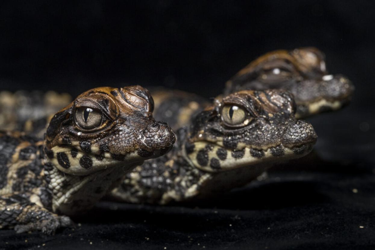 crocodile babies