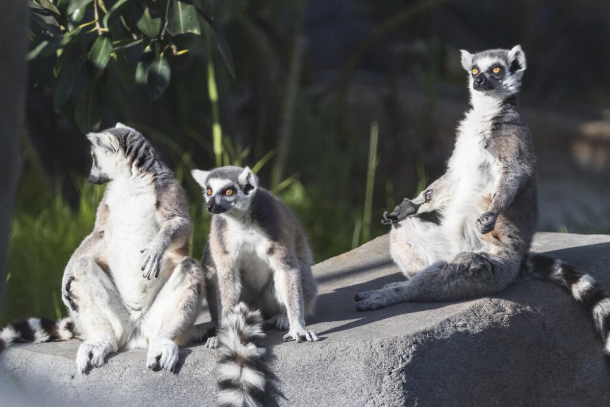 lemurs