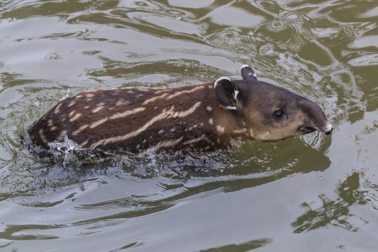 tapir swimming