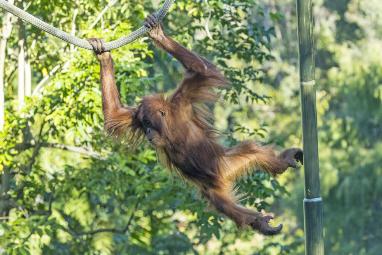 orangutan