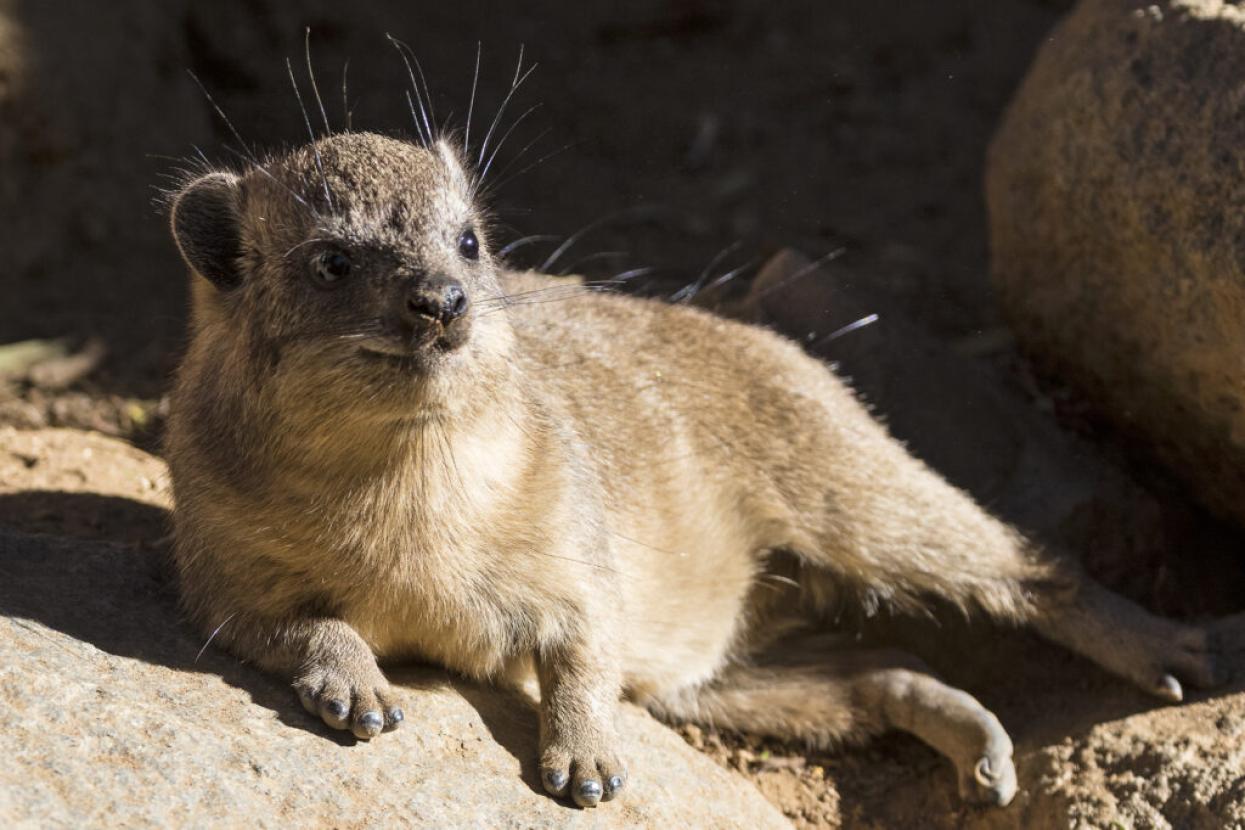 rock hyrax