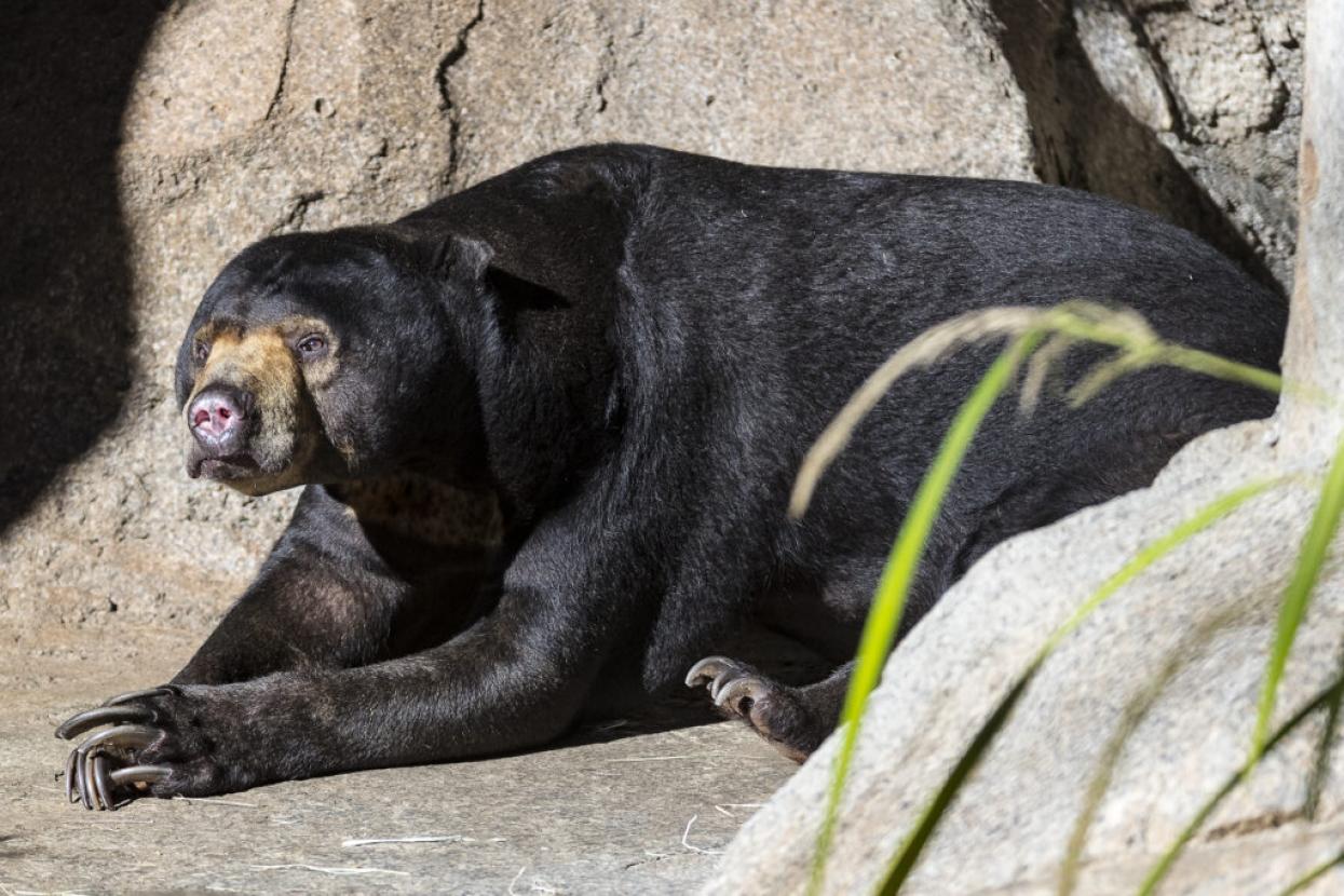 sun bear