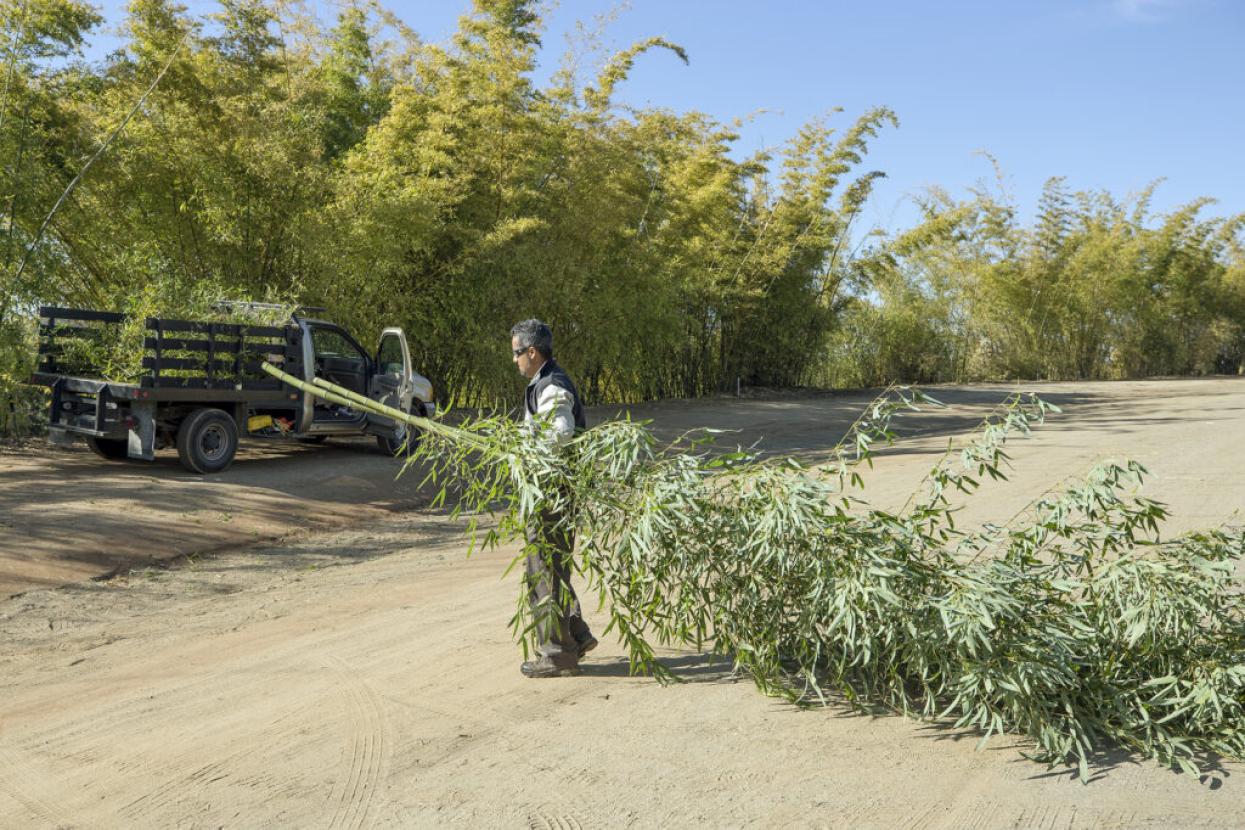 horticulturist harvesting bamboo