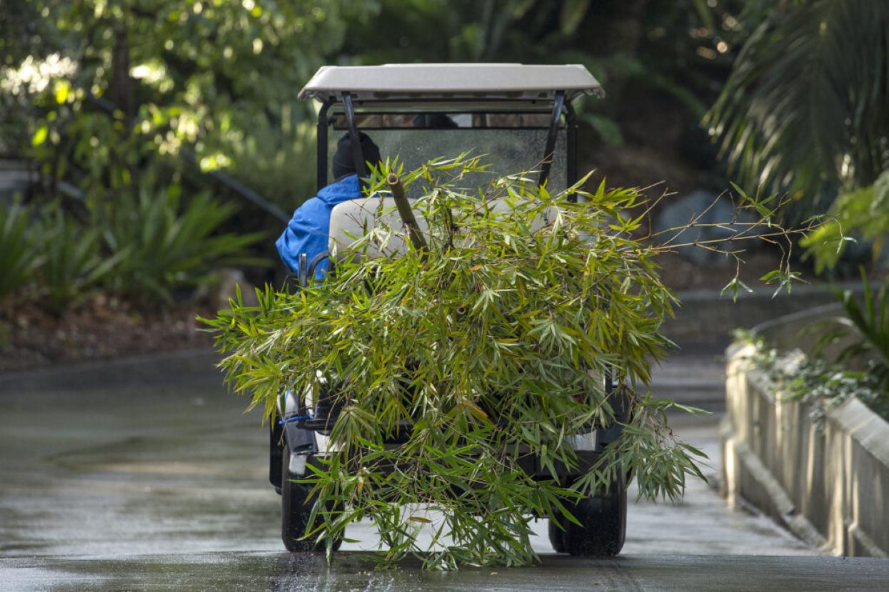 carting bamboo