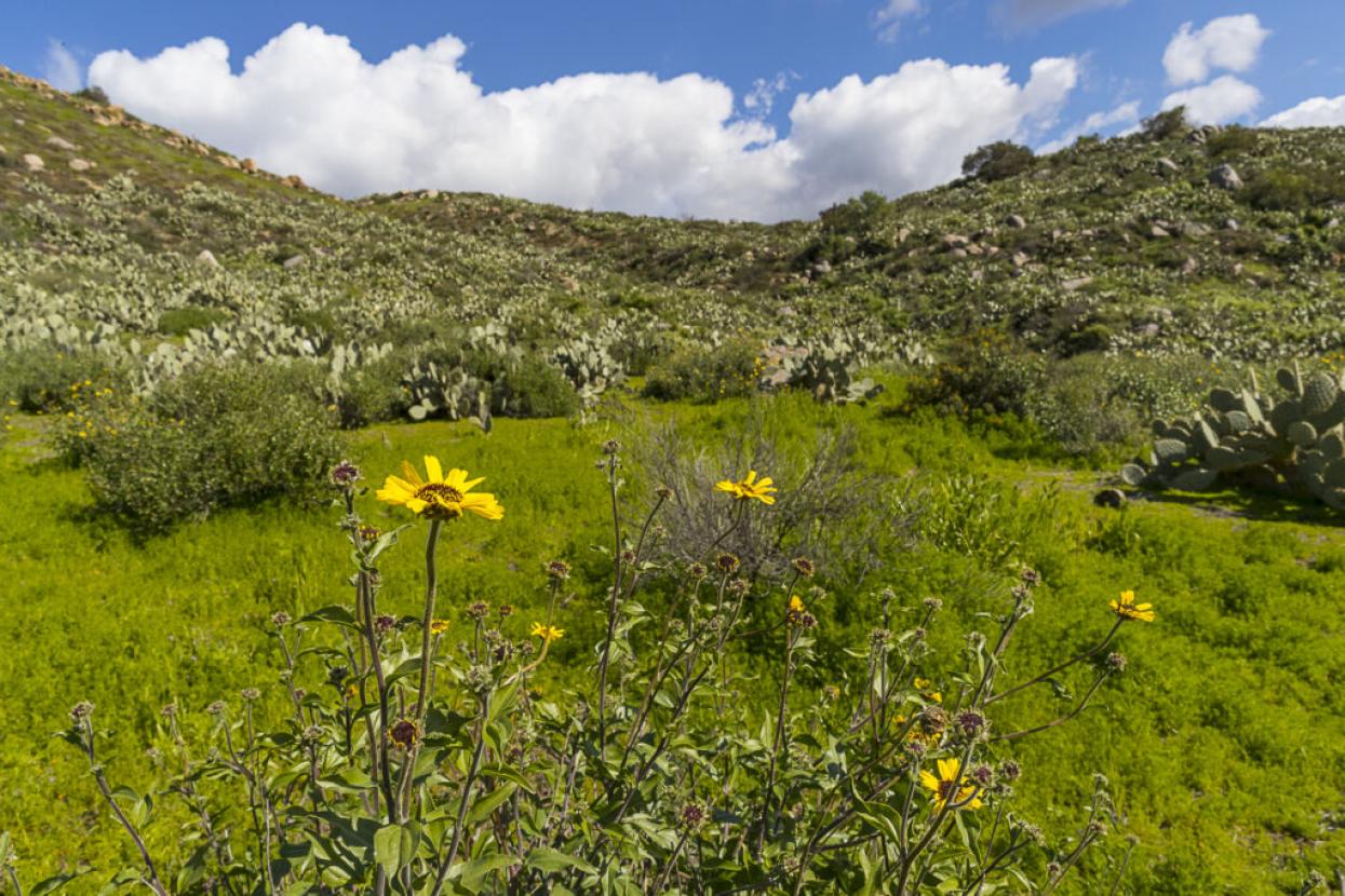 chaparral and sage scrub