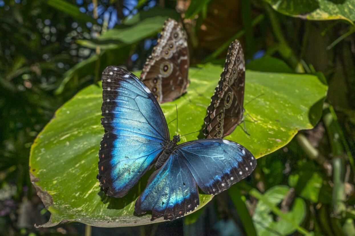 butterflies