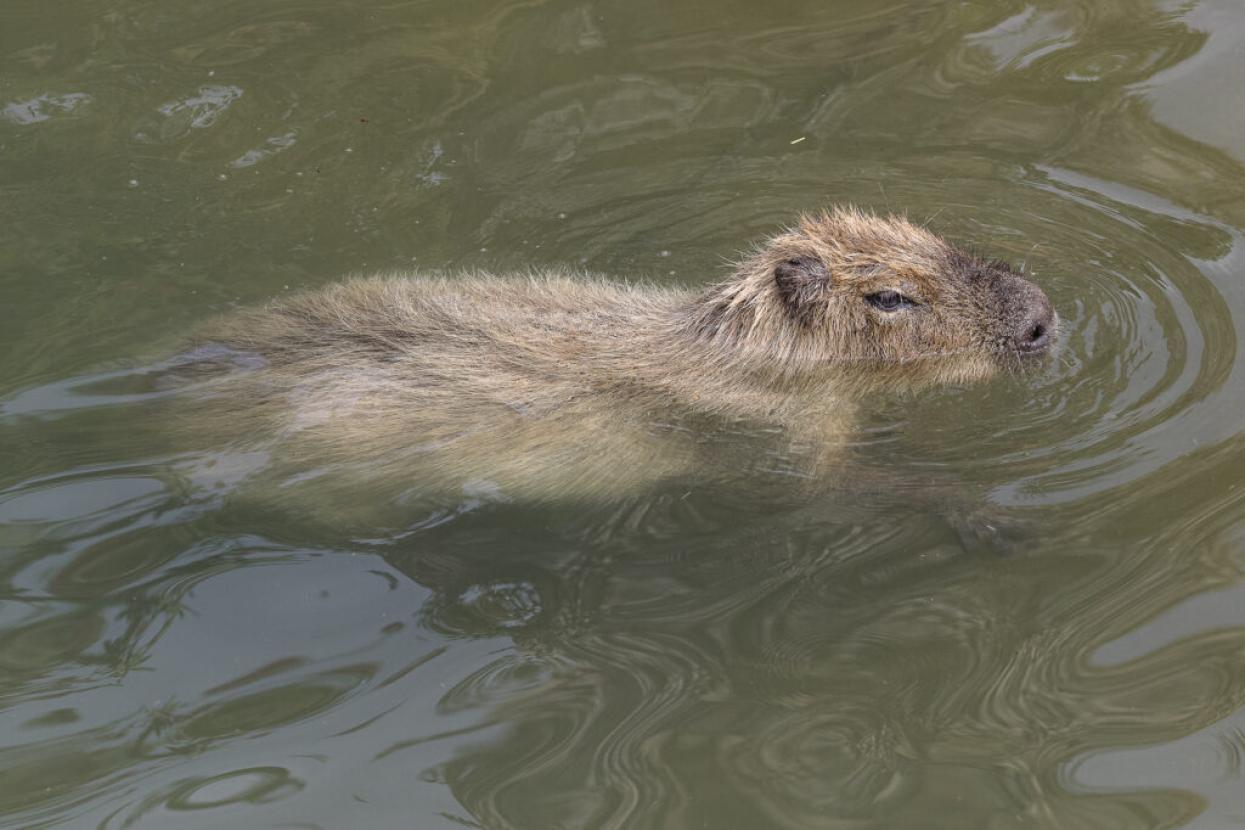 capybara swimming