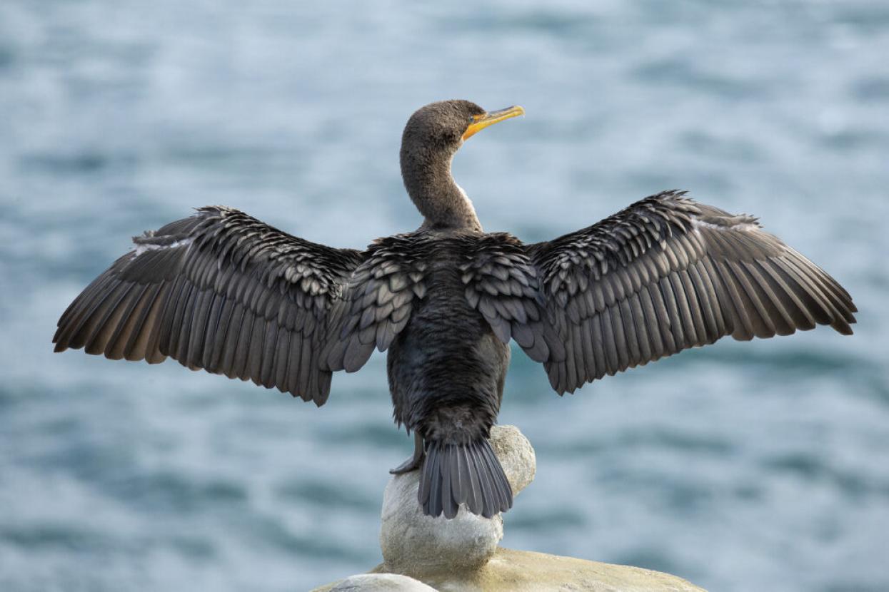 cormorants