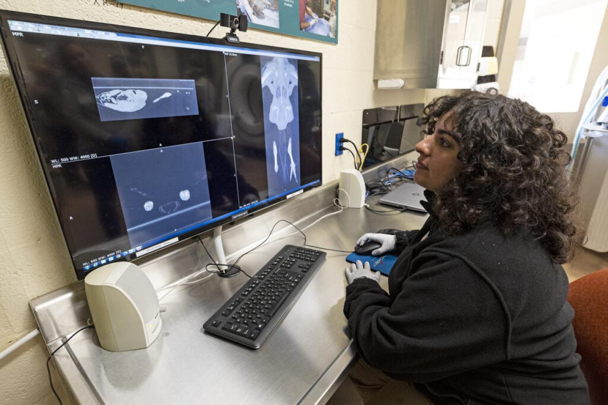 veterinarian looking at x-rays