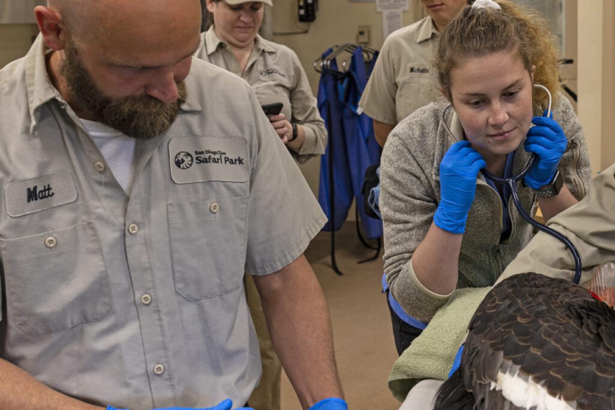 veterinarians caring for eagle