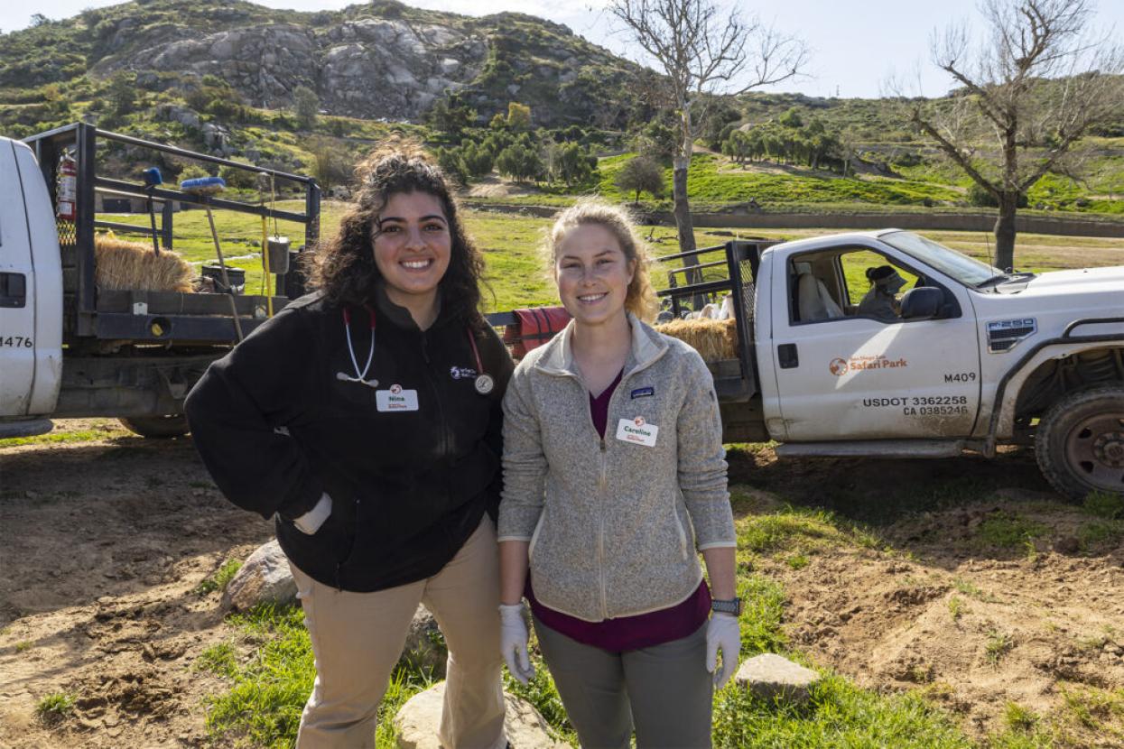 veterinarians at Safari Park