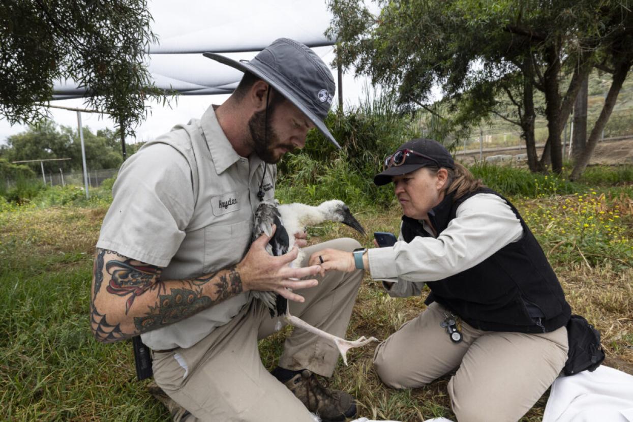 Wildlife care specialists care for a milky stork chick at the San Diego Zoo Safari Park’s Bird Breeding Center.