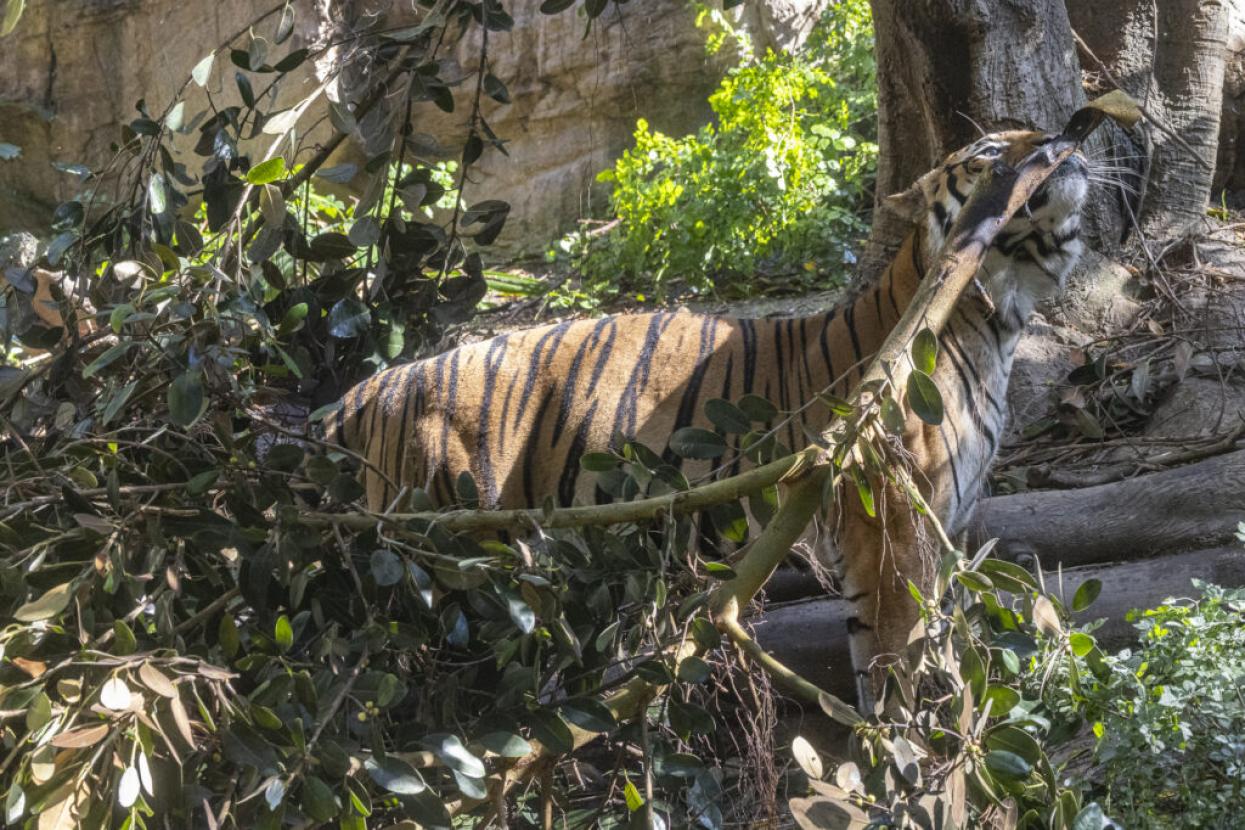 tiger sniffing branch