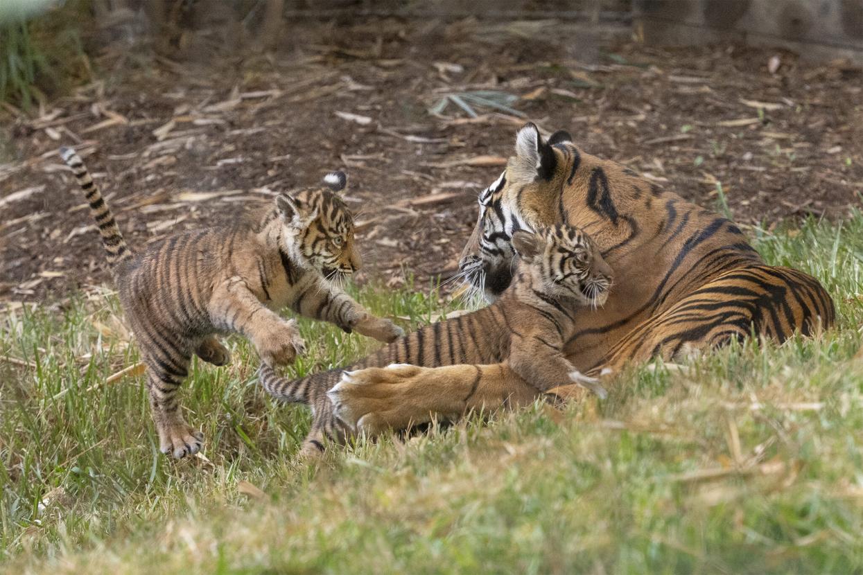 tiger cubs with parent