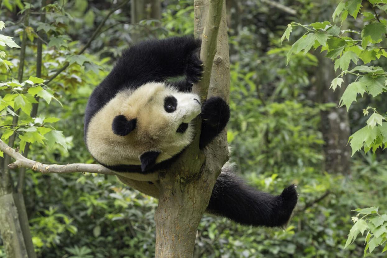 panda climbing tree