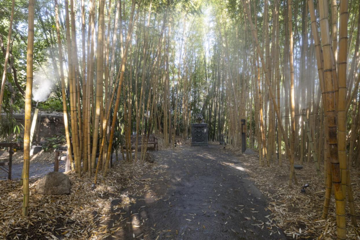 Tiger Trail bamboo path